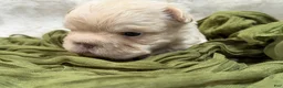 French Bulldog dogs for sale: French Bulldog 5 - Ad 4