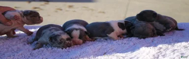 Frenchton 4