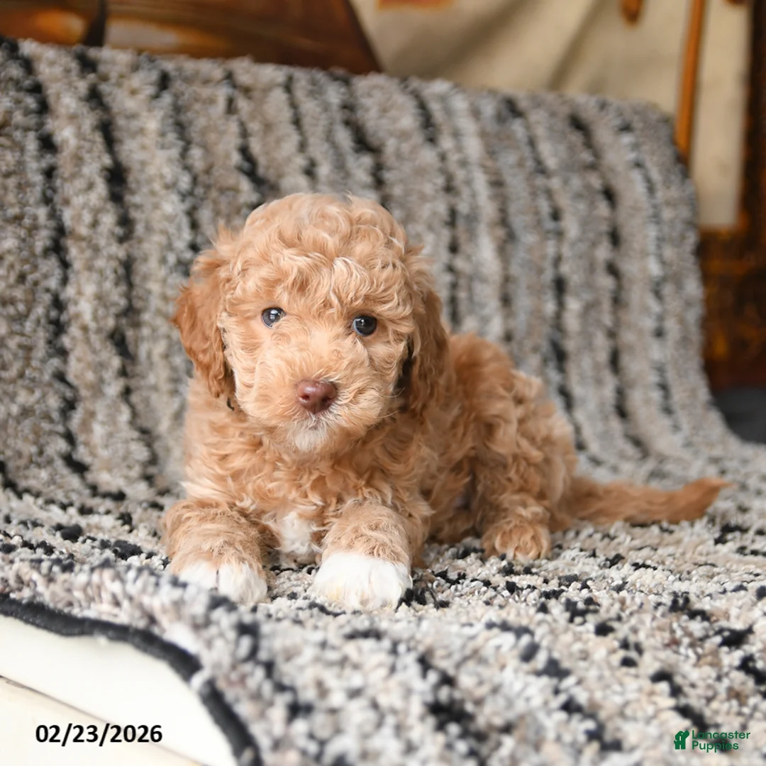 Bichpoo dogs for sale: Felix - Ad 2