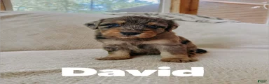David 
