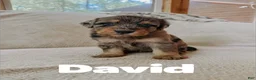 Aussiedoodle dogs for sale: David  - Ad 1