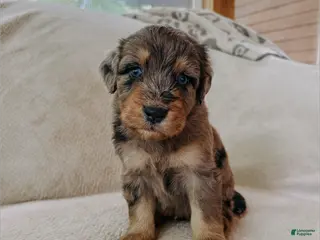 Aussiedoodle dogs David - Ad 34