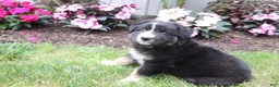 Australian Shepherd dogs for sale: Smokey - Ad 3