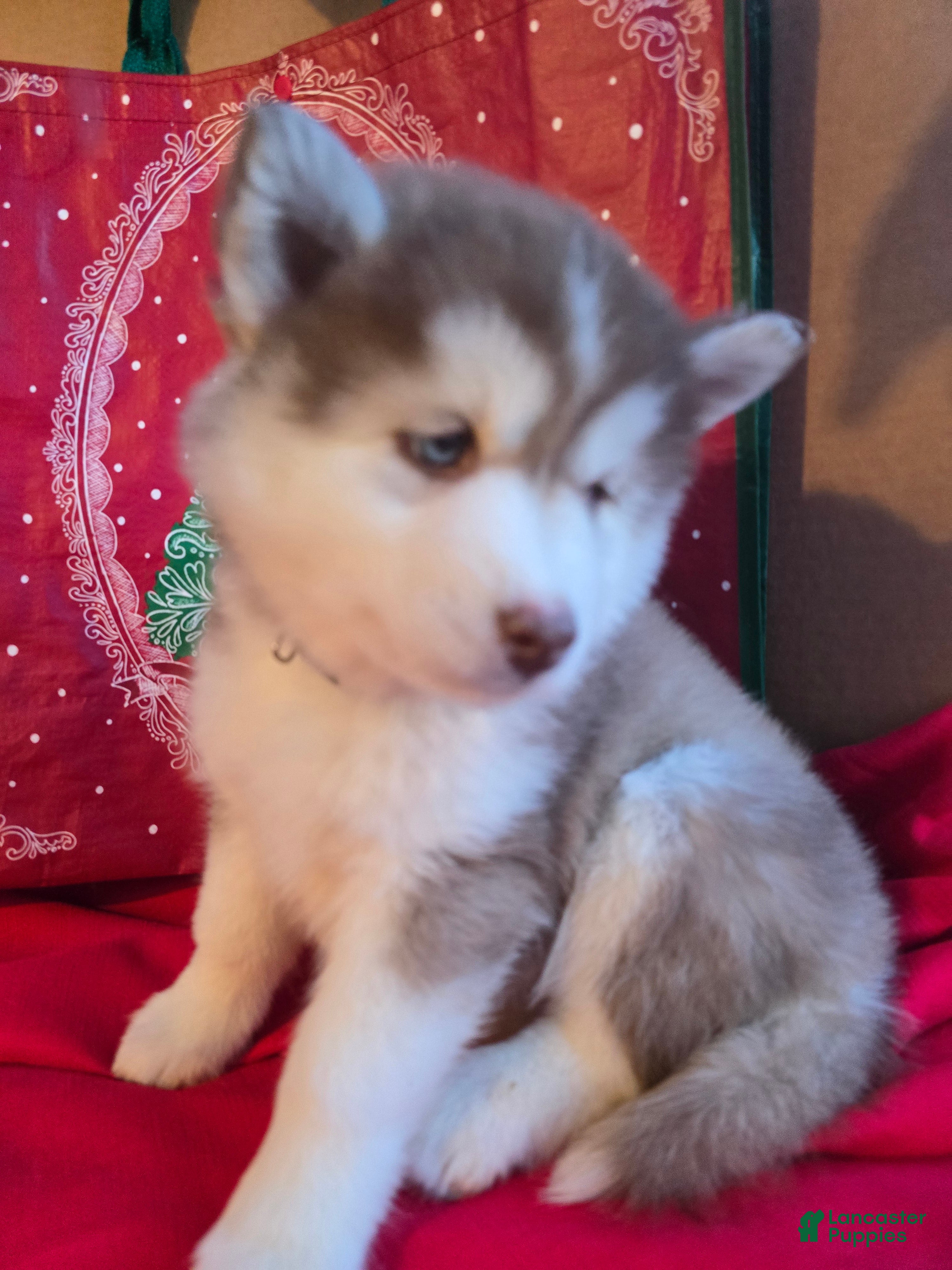 Pomsky dogs Winifed - Ad 7