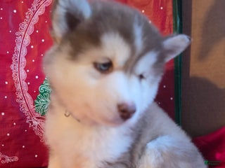 Pomsky dogs Winifed - Ad 7