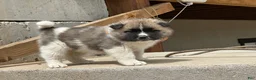 Akita dogs for sale: Tig – Male - Ad 1