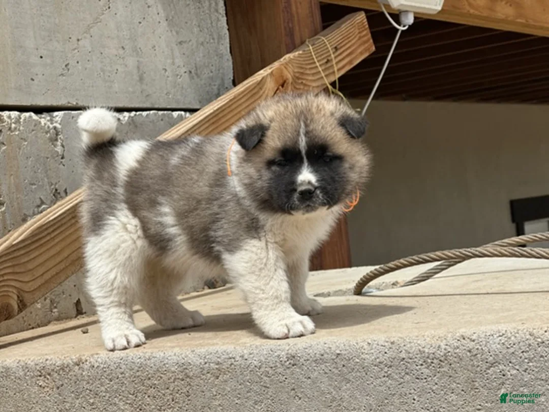 Akita dogs for sale: Tig – Male - Ad 1