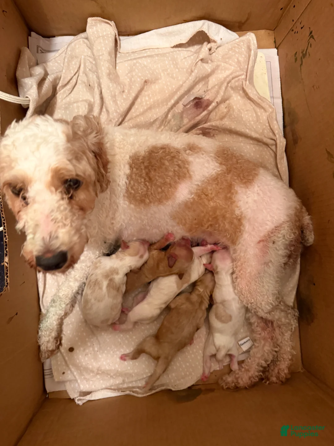Cockapoo dogs for sale: Lucy - Ad 2