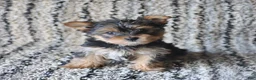 Yorkshire Terrier dogs for sale: Ivy - Ad 4