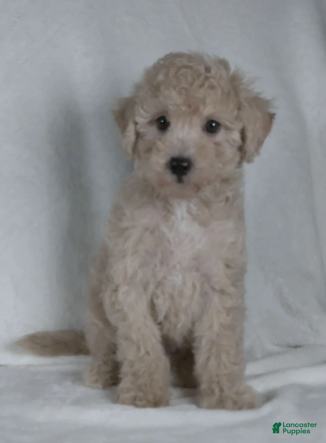 Bichpoo dogs for sale: Dasiy - Ad 3