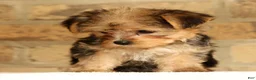 Yorkshire Terrier dogs for sale: Ginger - Ad 7