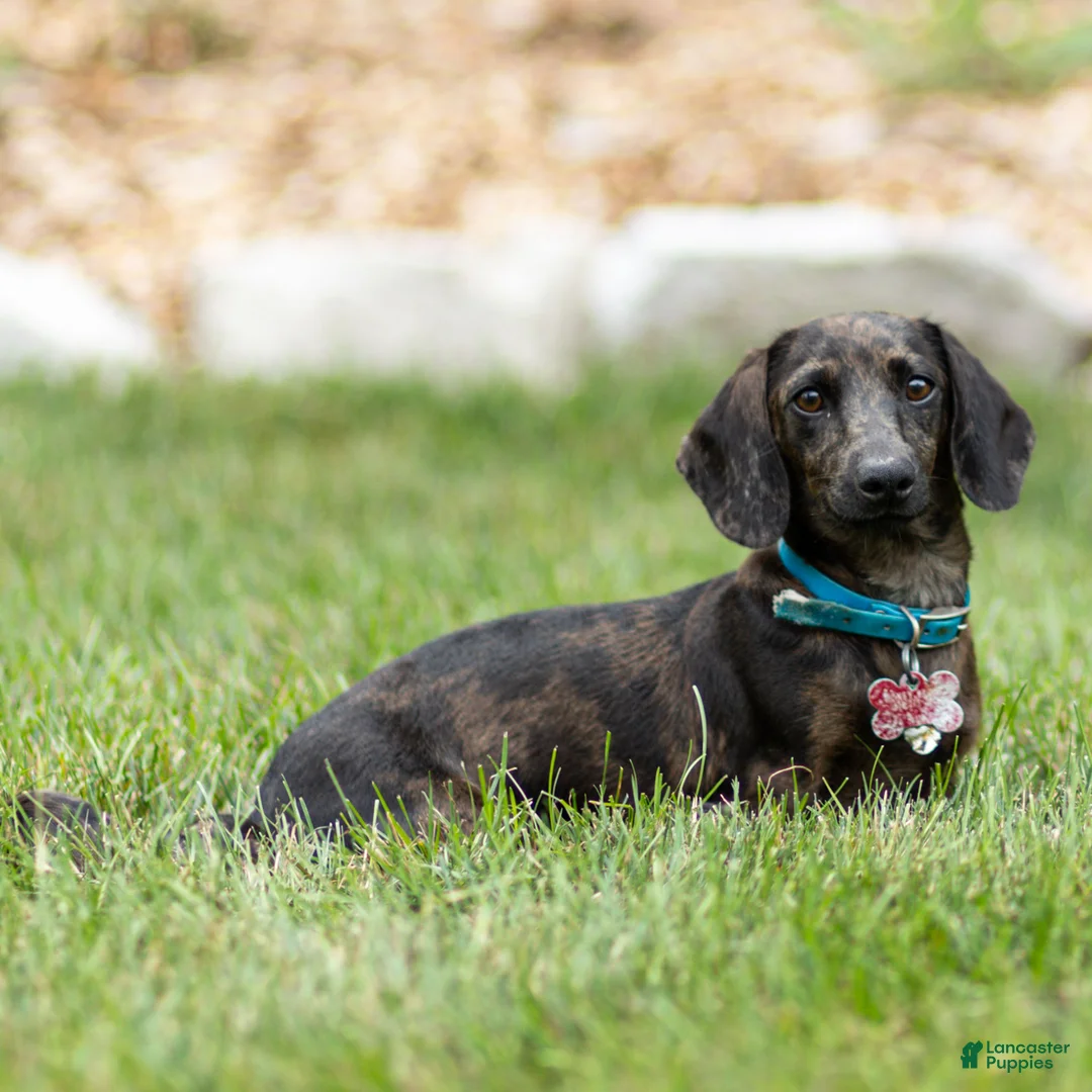Miniature Dachshund dogs for sale: Peanut Miniature Dachshund  - Ad 4