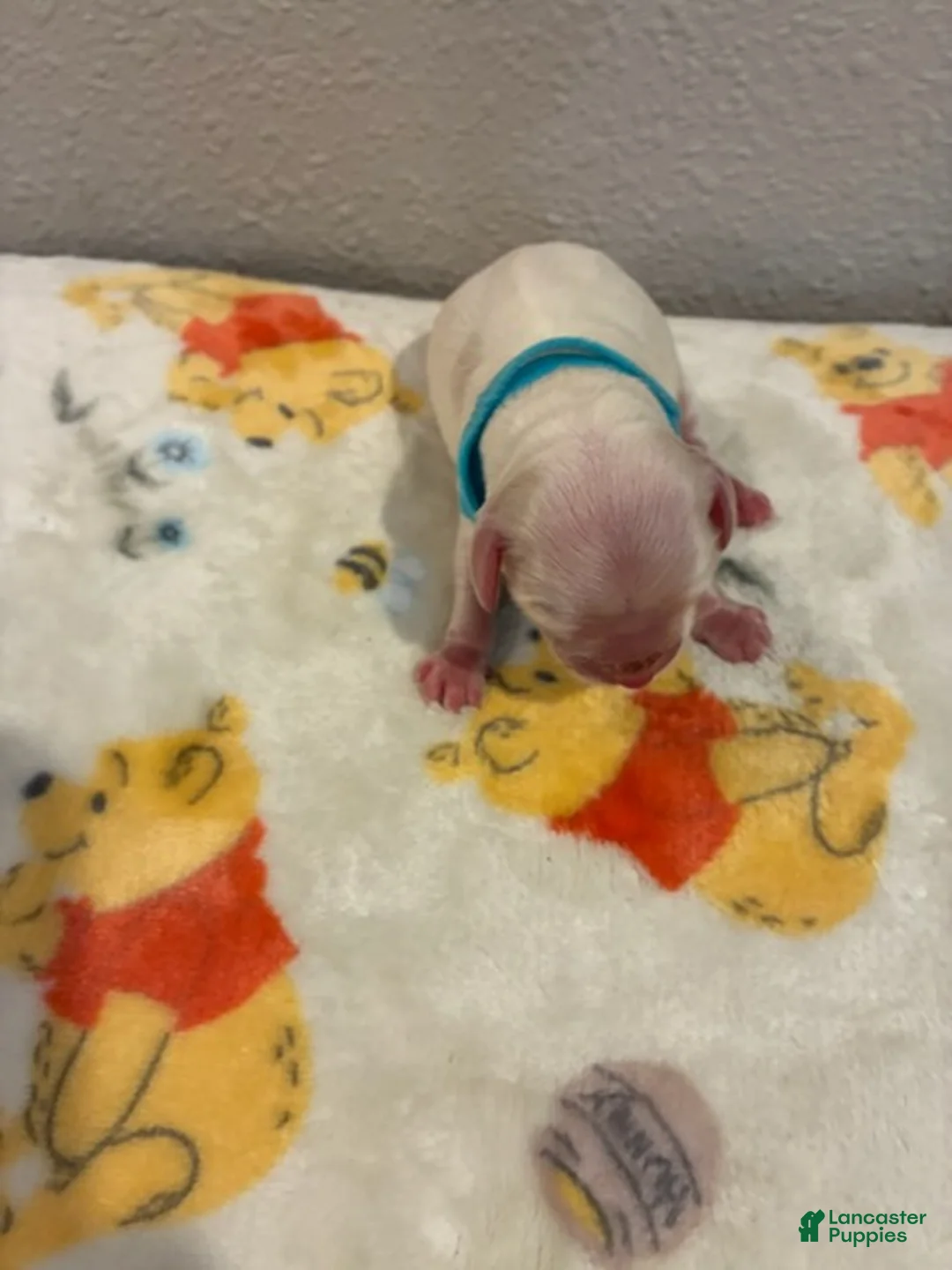 Cockapoo dogs for sale: Boy 3 - Ad 1
