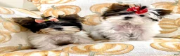 Biewer Terrier dogs for sale: Biewer Terrier 2 - Ad 4