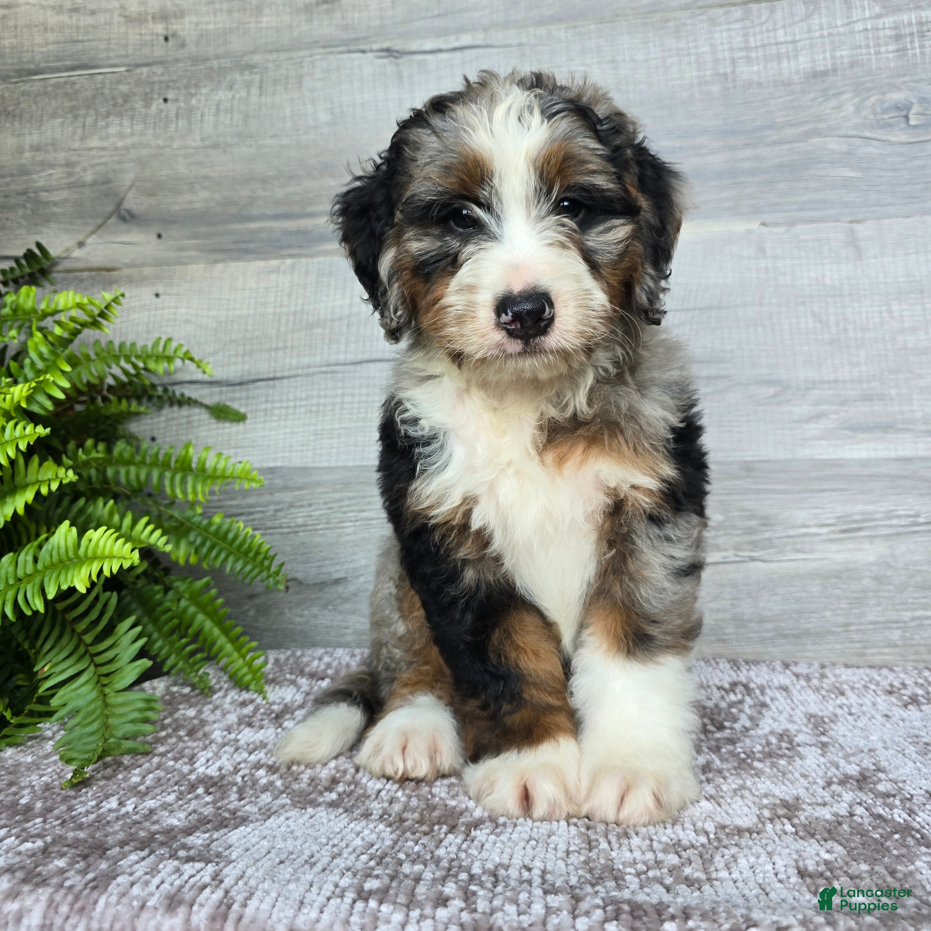 Mini Bernedoodle dogs Mini Tank - Ad 1