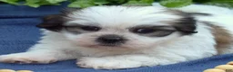 Shih Tzu dogs for sale: Cocoa  - Ad 5