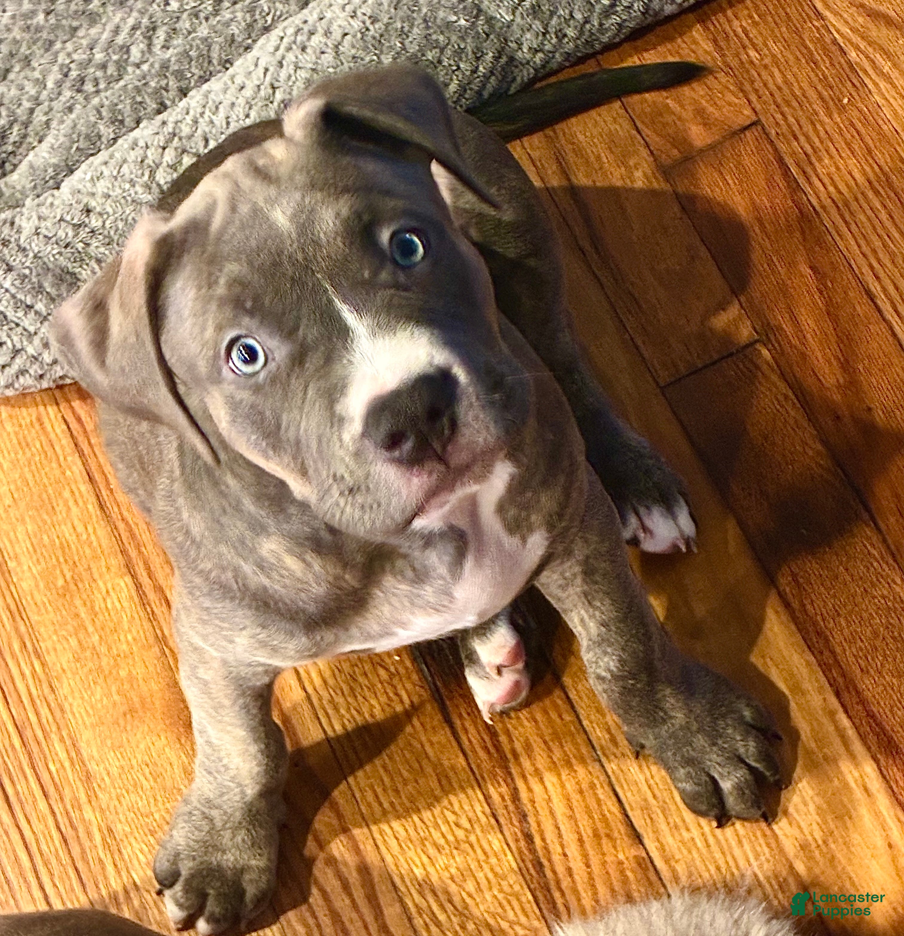 American Bully dogs Phantom  - Ad 2