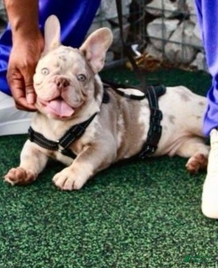 French Bulldog dogs French Bulldog Puppy 1 - Ad 9