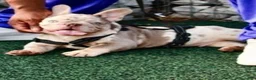 French Bulldog dogs for sale: French Bulldog Puppy 1 - Ad 1