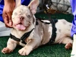 French Bulldog dogs French Bulldog Puppy 1 - Ad 9