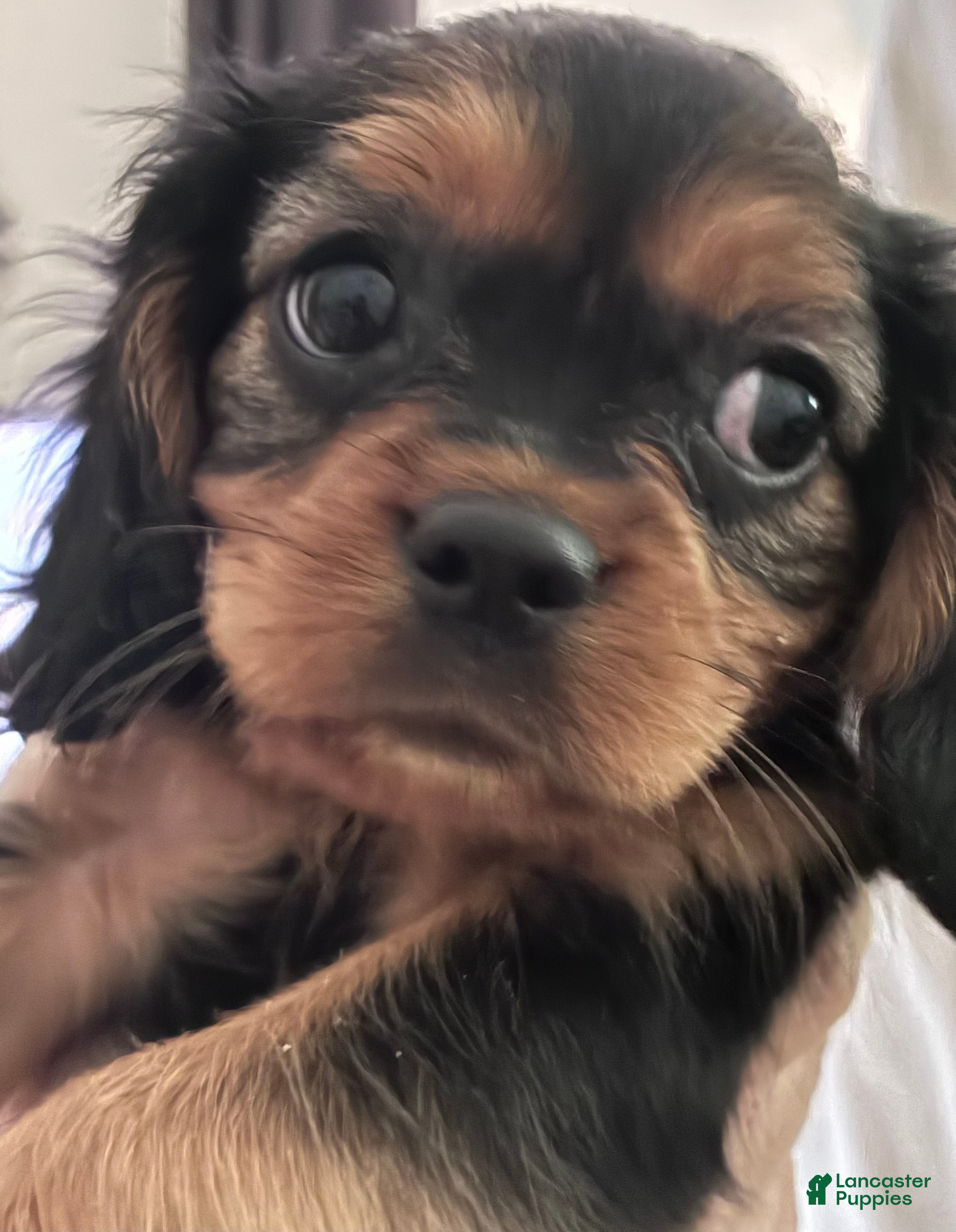Cavalier King Charles Spaniel dogs Cavalier King Charles Spaniel Puppy 3 - Ad 1