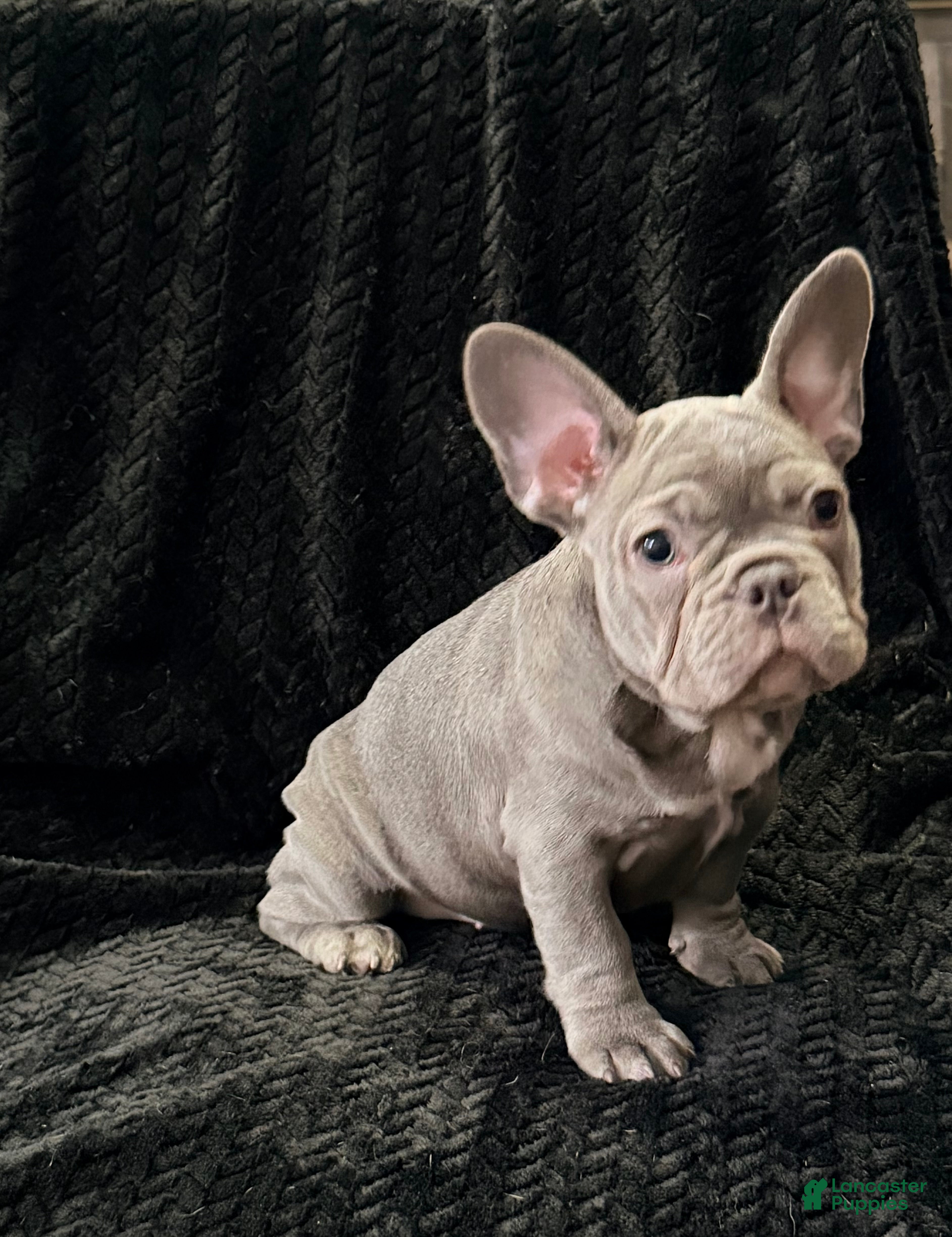 French Bulldog dogs Carmen - Ad 1