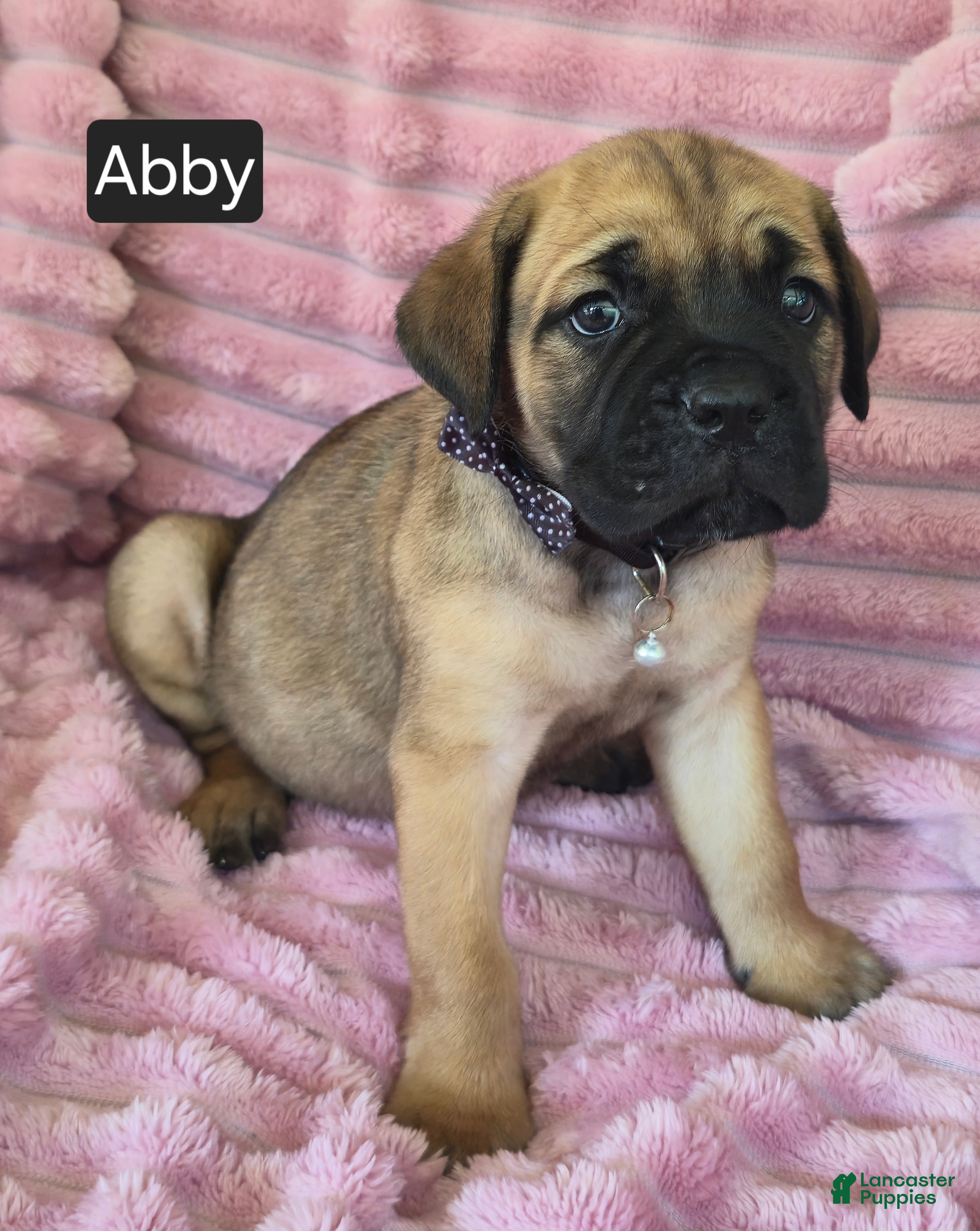 Cane Corso dogs Abby - Ad 1