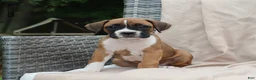 Boxer dogs for sale: Queenie - Ad 11