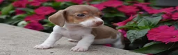 Miniature Dachshund dogs for sale: Brink - Ad 5
