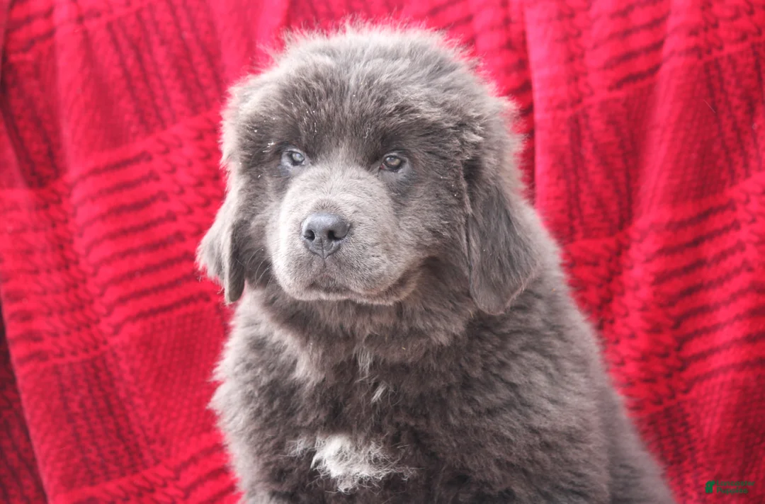 Newfoundland dogs for sale: Tess - Ad 2
