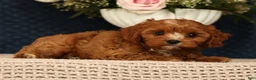 Cavapoo dogs for sale: Lilly - Ad 4