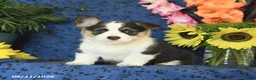Welsh Corgi Pembroke dogs for sale: Gloria - Ad 7