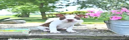 Boston Terrier dogs for sale: King - Ad 2