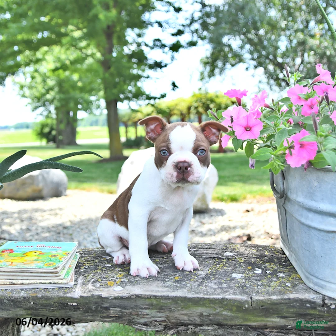 Boston Terrier dogs for sale: King - Ad 2