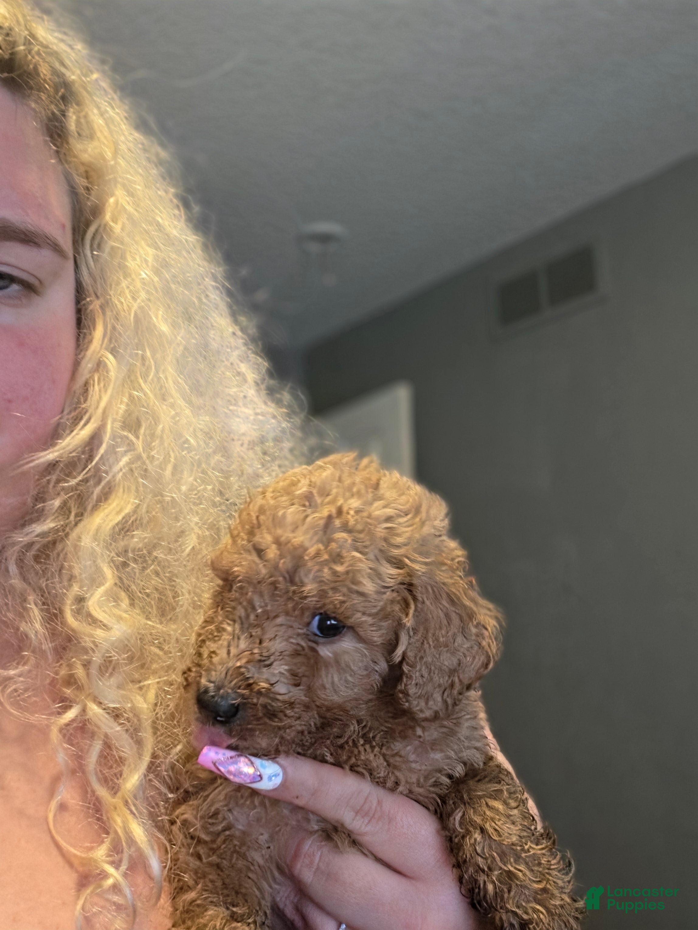 Goldendoodle dogs Goldendoodle 3 - Ad 41