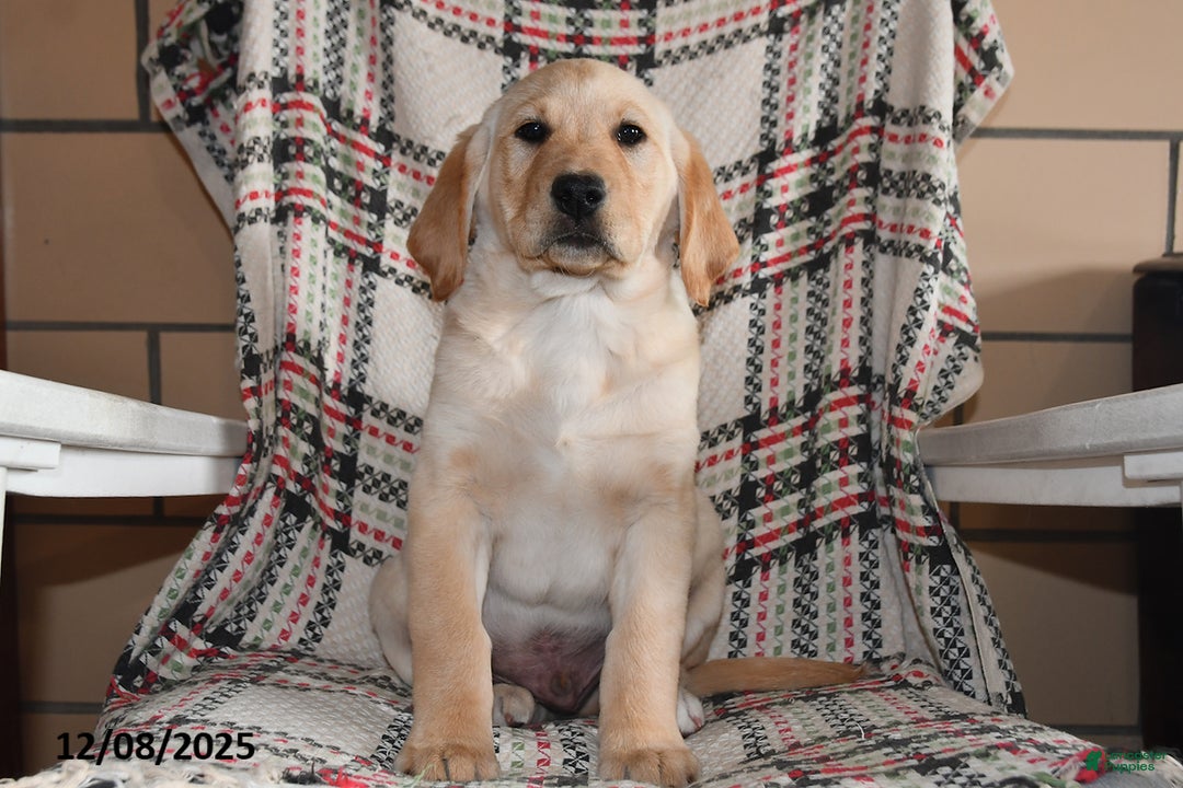 Labrador Retriever dogs for sale: Benji - Ad 3