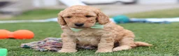 Mini Goldendoodle dogs for sale: Tyrone - Ad 11