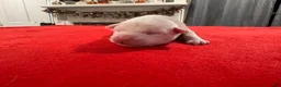 Mixed Breed dogs for sale: Delilah - Ad 9