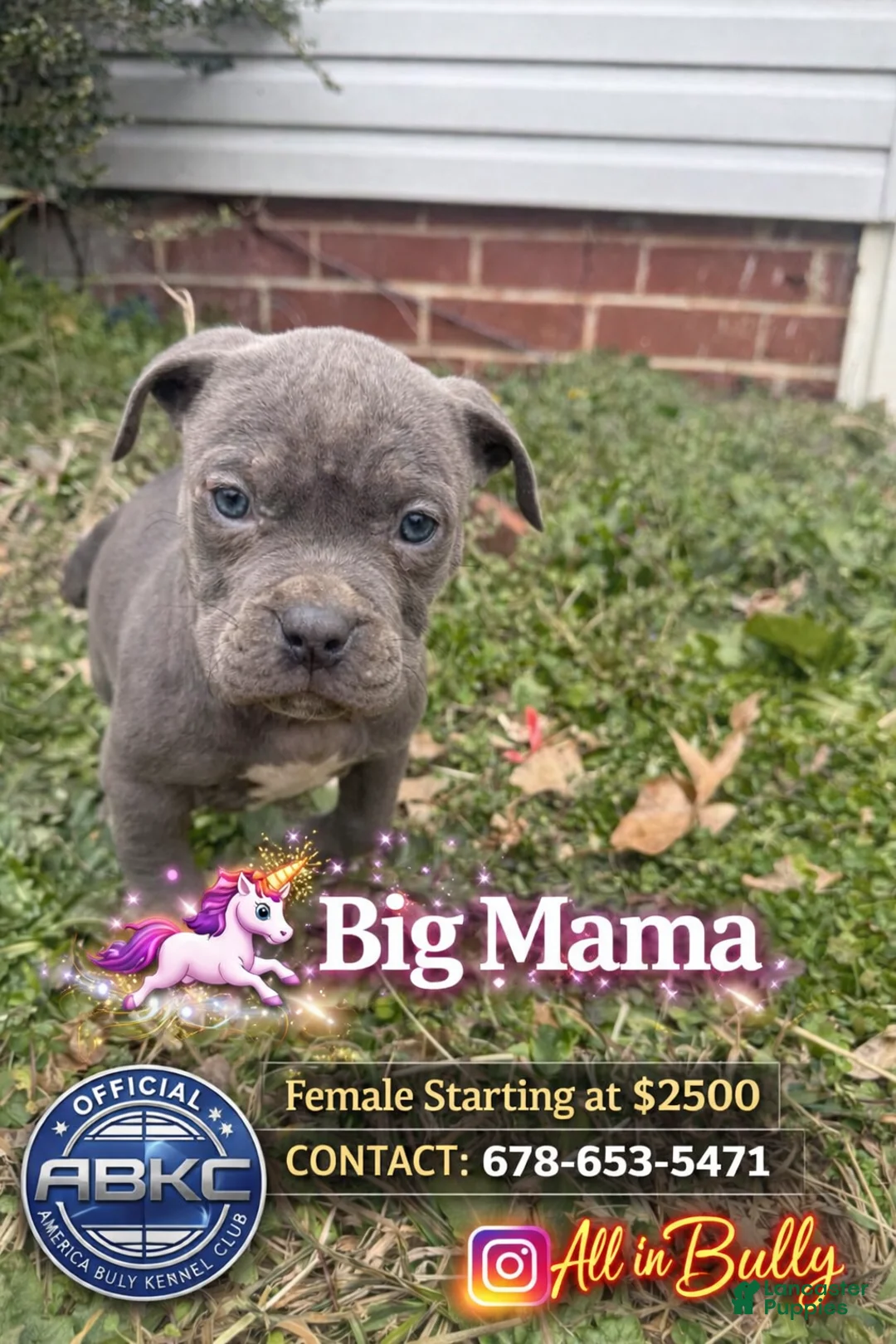 American Bully dogs for sale: Big Momma - Ad 1