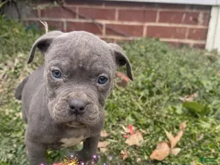 American Bully dogs Big Momma - Ad 25