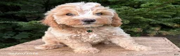 Cockapoo dogs for sale: Jackson - Ad 3