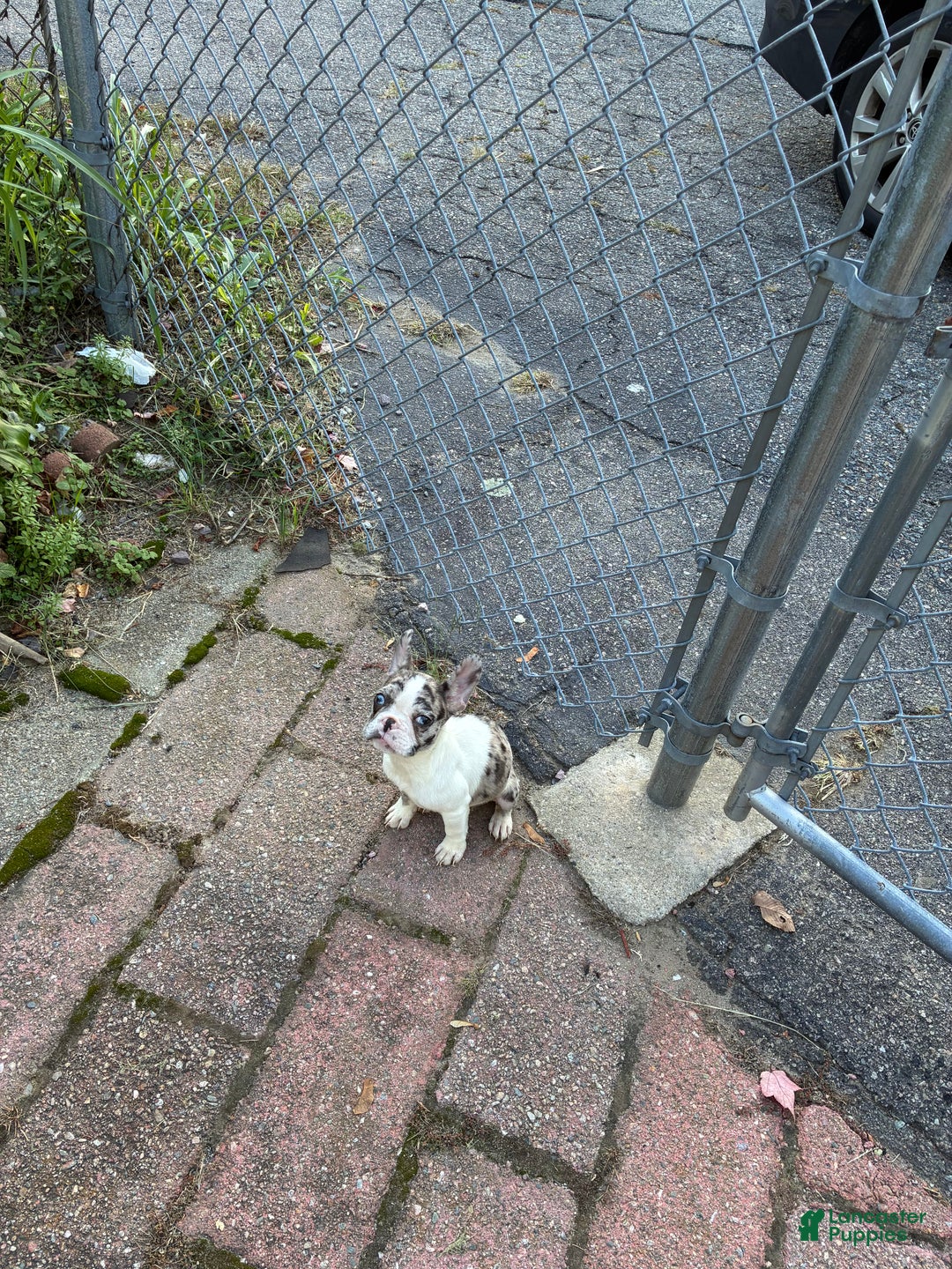 French Bulldog dogs for sale: French Bulldog Puppy 1 - Ad 3