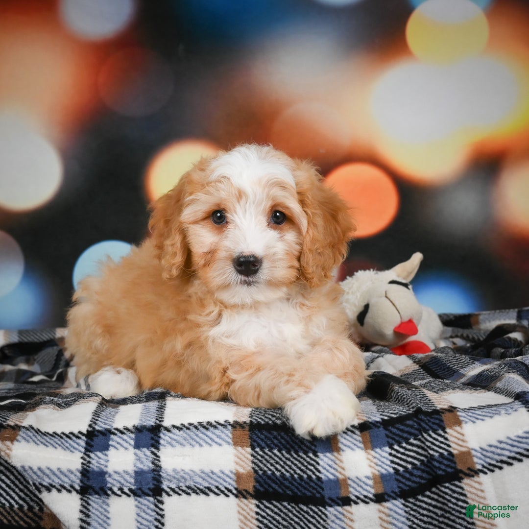 Mini Bernedoodle dogs for sale: Madi - Ad 1