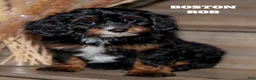 Mixed Breed dogs for sale: Boston Rob - Ad 3