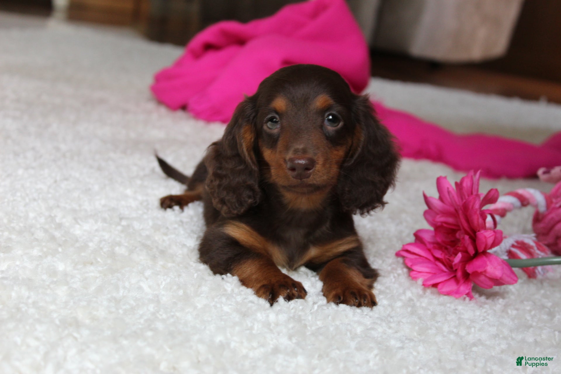 Miniature Dachshund dogs Olivia - Ad 1