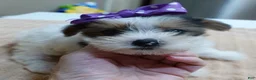 Yorkshire Terrier dogs for sale: Panda - Ad 10