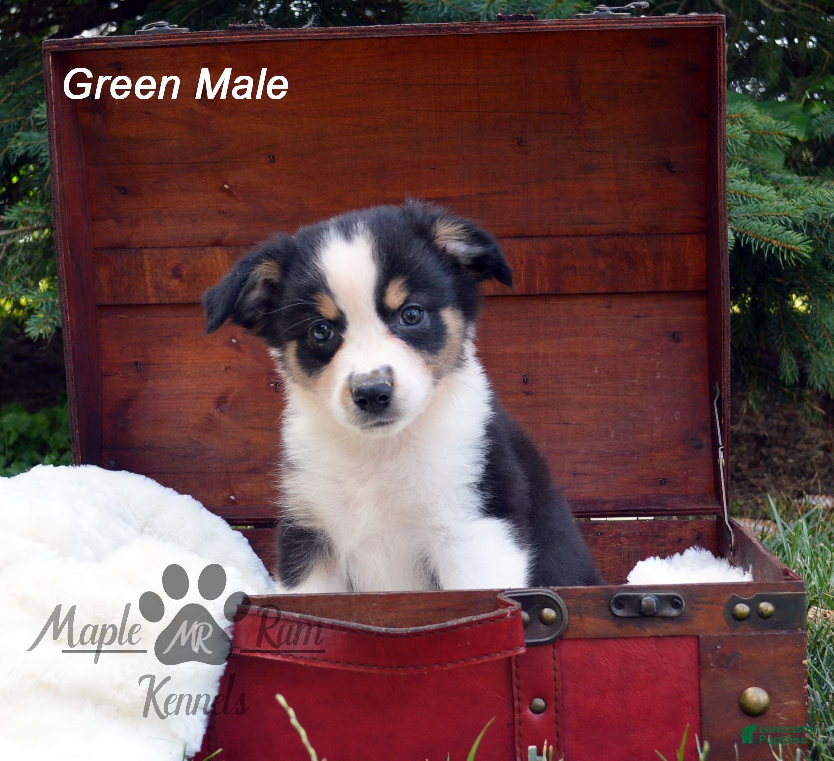 Australian Shepherd dogs for sale: Green Male - Ad 2