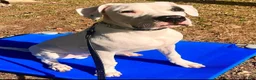 Mixed Breed dogs for sale: Mixed Breed Puppy 3 - Ad 3