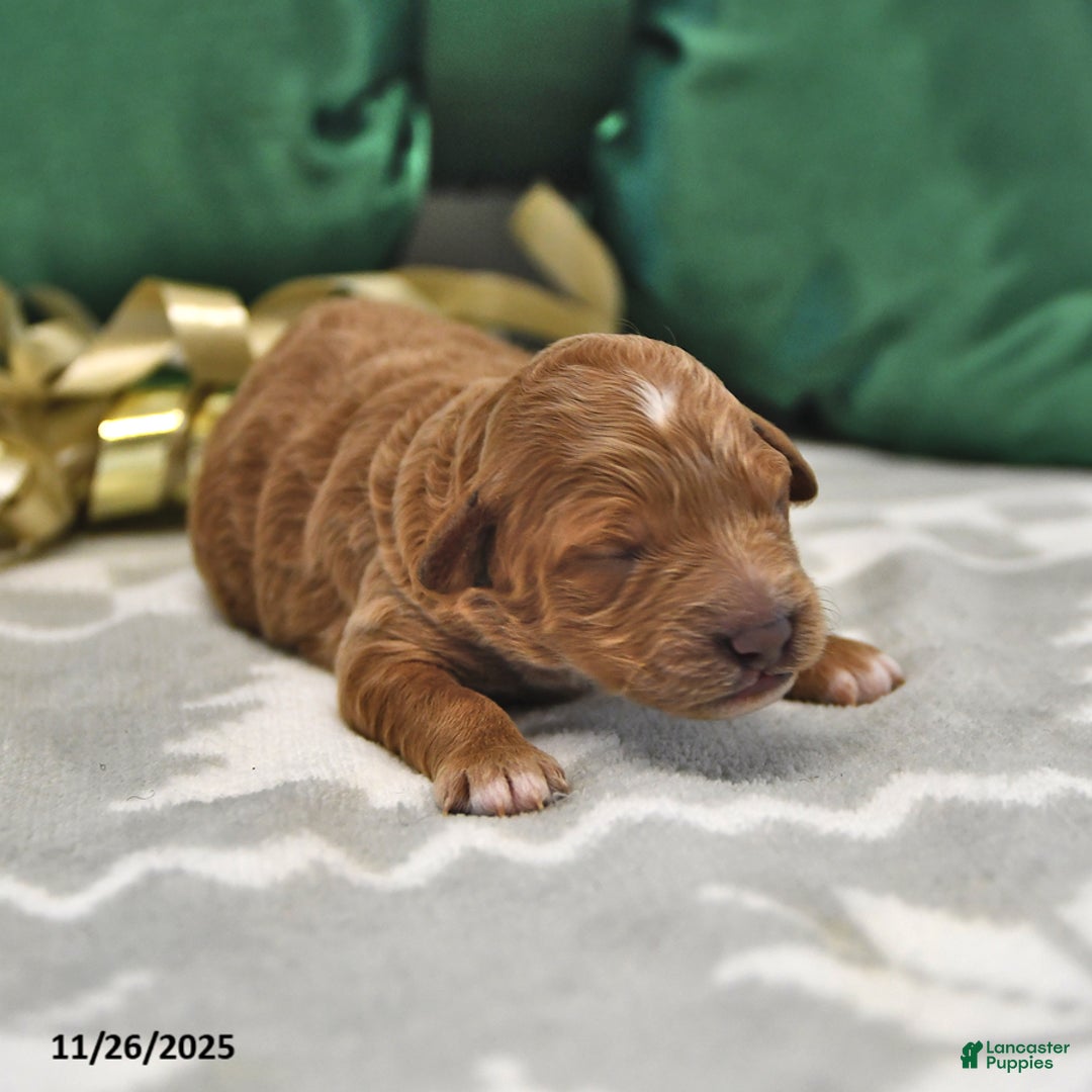 Mini Goldendoodle dogs for sale: Felicity - Ad 2