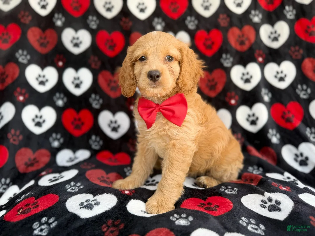 Cockapoo dogs for sale: Tuck - Ad 1